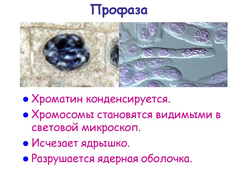 Профаза Хроматин конденсируется.  Хромосомы становятся видимыми в световой микроскоп. Исчезает ядрышко.  Разрушается